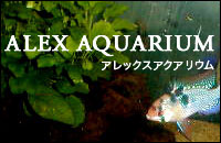 ALEX AQUARIUM　~アレックス・アクアリウム~